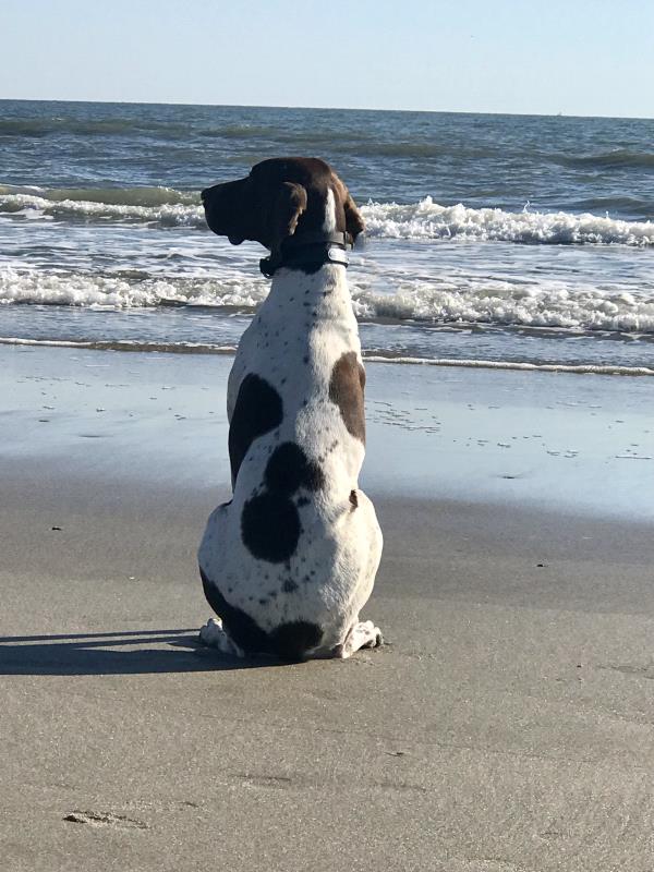 /images/uploads/southeast german shorthaired pointer rescue/segspcalendarcontest2021/entries/21898thumb.jpg